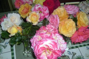 Roses on our dining room table.  June 5, 2009.
