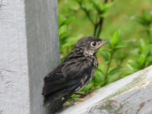 A baby bluebird on our deck.  July26, 2009.