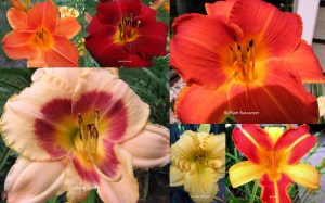 Daylilies0902