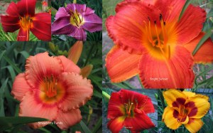 The picture may be enlarged by clicking on it.