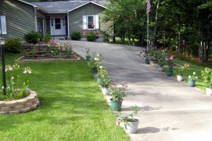 Roses in front of our house.  June 12, 2009.