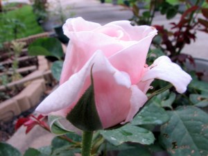 Frederic Mistral Rose, Fairfield Glade, Tennessee.  July 17, 2009.