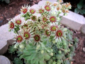 Sempervivum in bloom, Fairfield Glade, Tennessee.  July 2, 2009.
