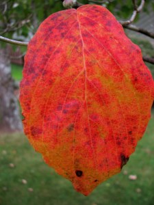 DogwoodLeaf09083001 Dogwood leaf, Fairfield Glade, Tennessee. August 30, 2009.