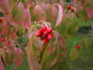 DogwoodTree09083001 Berries on our dogwood tree, Fairfield Glade, Tennessee. August 30, 2009.