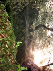 FallingWatersFalls09080602 The bottom of the sinkhole into which Falling Waters Falls flows. August 6, 2009.