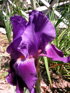 IrisAutumnBugler09083101 Autumn Bugler Iris, Fairfield Glade, Tennessee. August 31, 2009.