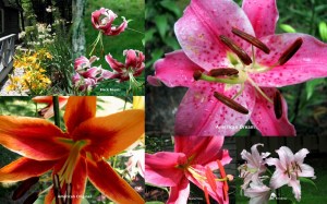 Lilies from our garden in 2009.