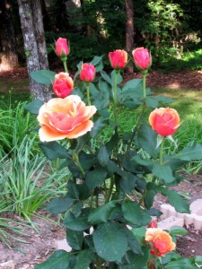 About Face rose, Fairfield Glade, Tennessee.  June 2, 2009.