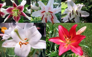 LiliesCollage0903 LiliesCollage0903
