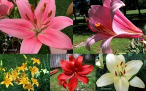 LiliesCollage0904