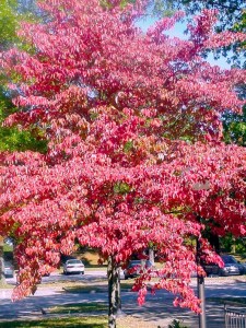 RedTree Barren River State Park, Kentucky. October 7, 2001.