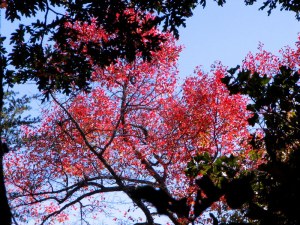 AutumnColor09101903 Red leaves and blue skies. Fairfield Glade, Tennessee. October 19, 2009.