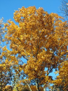 GoldenLeaves09102801