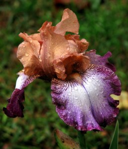 Floor Show Iris, Fairfield Glade, Tennessee.  Octoer 12, 2009.