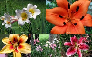 LiliesCollage0905