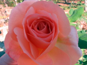 RoseApricotNectar09110401 RoseApricotNectar09110401