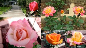2009 -- Roses Collage04