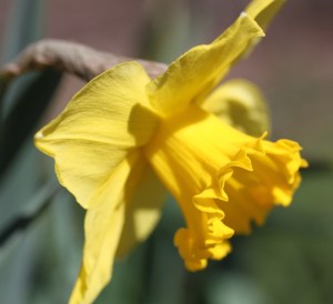 DaffodilBrecksColossal100331