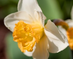 DaffodilLasVegas10040501