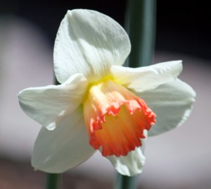 DaffodilPinkCharm10040401