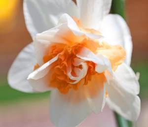 DaffodilReplete10040402