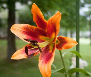 LilyAmericanOriginal10062501