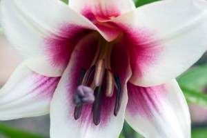 LilyGardenPleasure10060302