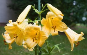 LilyGoldenSplendor10062402