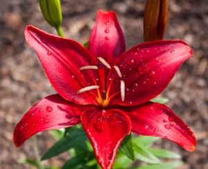 LilyMontenegro10052902