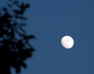 MoonOverGlade10062303