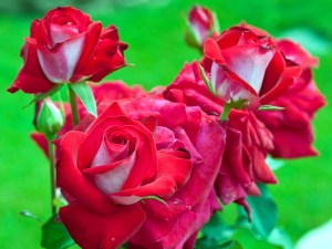 RoseRonaldReagan10060401