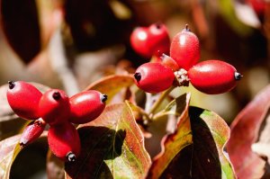 DogwoodBerries10100501