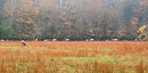 Elk grazing in a field in Cataloochee Valley.  October 20, 2010.