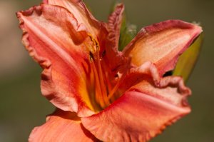 DaylilySouthSea10100201