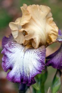 IrisFloorShow10102701