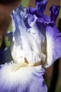 IrisHemstitched10102301