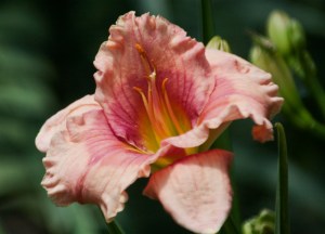 Elegant Candy Day Lily, Fairfield Glade, Tennessee.  July 5, 2011.