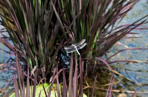 Dragonfly at the Italian Garden on the Biltmore Estate, Asheville, North Carolina.  August 5, 2011.