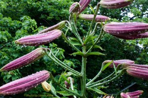 LilyPinkPerfectionRaindrops12060501