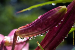 LilyPinkPerfectionRaindrops12060502