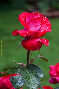 RoseRonaldReaganRaindrops12060501