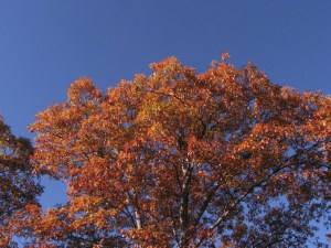 AutumnColorCherohala09102515