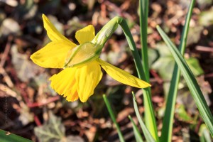 Daffodil in bloom at the Biltmore Estate, Asheville, North Carolina.  January 28, 2013.