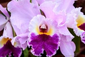 Orchid in the Conservatory at Biltmore, Asheville, North Carolina.  January 28, 2013.