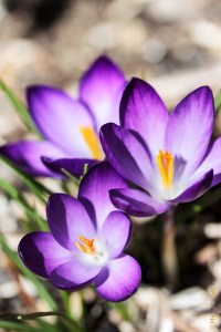 These crocus were a gift from my Dad when we bought our house.  Fairfield Glade, Tennessee.  February 24, 2013.
