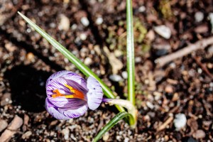 Crocus in bloom, Fairfield Glade, Tennessee.  February 21, 2013.