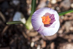 Crocus in bloom, Fairfield Glade, Tennessee.  February 21, 2013.