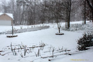 Our front yard.  February 2, 2013.