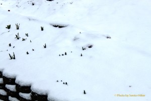 Spring flowers that have come up poking through the blanket of snow.  February 2, 2013.